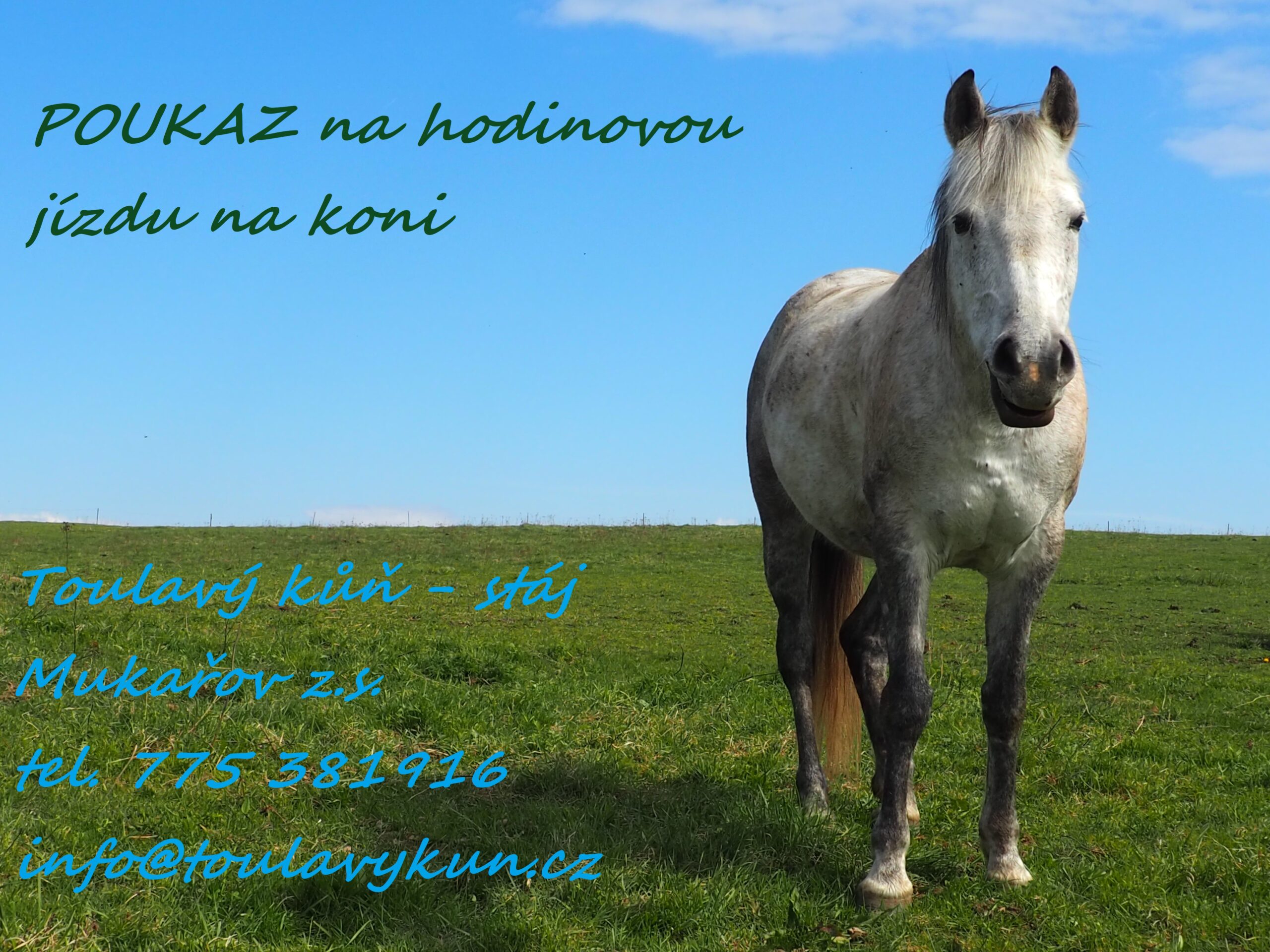 Poukázka na hodinovou jízdu na koni