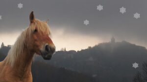Na Adventní jarmark do Levína